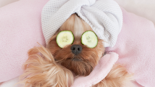 Small dog relaxing with cucumber slices over its eyes and a towel wrapped around its head, lying on pink bedding. Symbol of pet relaxation and stress relief.