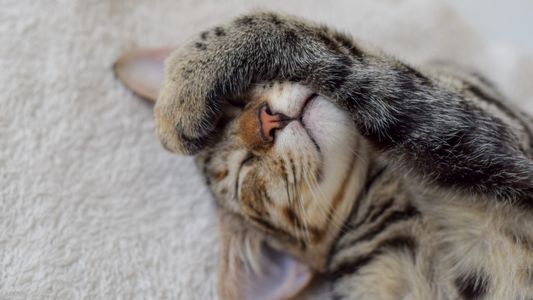 Close-up of a relaxed tabby cat sleeping with its paw covering its face, lying on a soft white blanket.