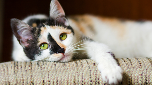 Is-Your-Pet-Bored-How-to-Identify-and-Fix-Understimulation-in-Dogs-and-Cats Equilibrium Pet