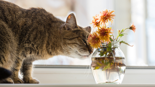 A relaxed tabby cat sniffing flowers in a glass vase on a sunny windowsill, representing natural and calming pet environments.