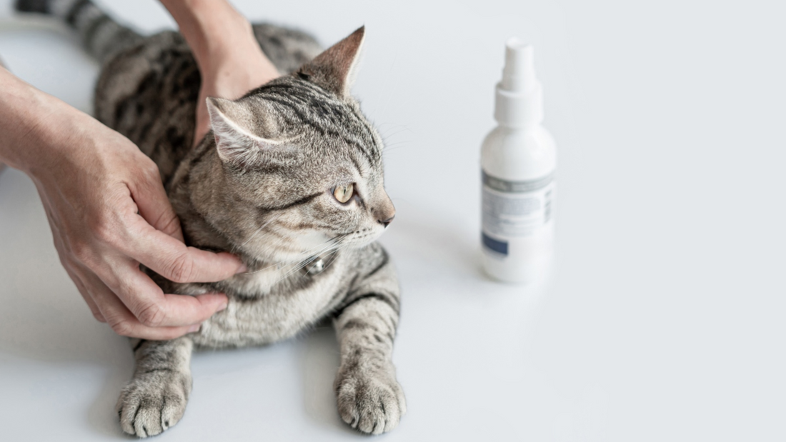 Person gently putting a calming collar on a relaxed grey tabby cat, with a calming spray bottle in the background on a white surface.