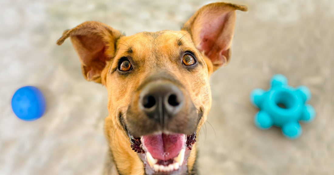 The Magic of Toy Rotation for Mental Engagement and Anxiety Relief! - Equilibrium Pet