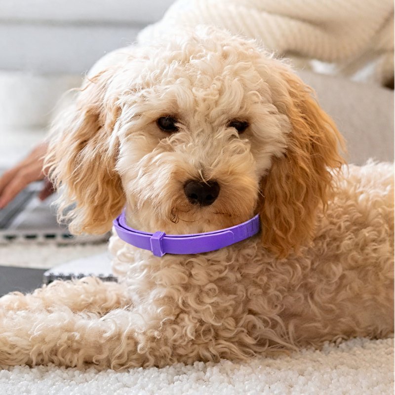 Instant Calming Pet Collar for Anxiety Relief - Equilibrium Pet